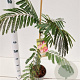 Albizia julibr. Ombrella 60-80 cm 3,0L