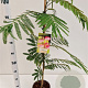 Albizia julibr. Ombrella 80-100 cm 3,0L