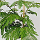 Albizia julibr. Ombrella 180 cm stam 7,5L