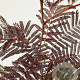 Albizia julibr. 'Summer Chocolate' 125-150 cm 3,5L