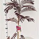 Albizia julibr. 'Summer Chocolate' 125-150 cm 3,5L