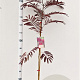 Albizia julibr. 'Summer Chocolate' 125-150 cm 3,5L