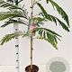 Albizia julibr. Tropical Dream 60-80 cm 3,0L