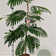 Albizia julibr. Tropical Dream 80-100 cm 3,0L