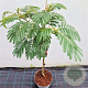 Albizia julibr. Tropical Dream 100-125 cm 10L