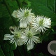Clematis trichotoma 120-140 cm met kluit