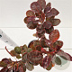 Cotinus cog. 'Royal Purple' 30-40 cm 2,5L