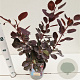 Cotinus cog. 'Royal Purple' 40-50 cm 3,0L