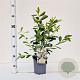 Exochorda racem. 'Niagara' 30-40 cm 2,5L