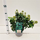 Hedera hib. 'Arbori Compact' 25-30 cm 2,5L