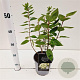 Hydrangea pan. 'Bombshell' 25-30 cm 2,5L