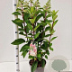 Hydrangea pan. Pinky Winky 50-60 cm 5,0L