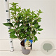 Hydrangea pan. 'Polar Bear' 30-40 cm 2,5L