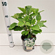 Hydrangea querc. 'Black Porch' 30-40 cm 2,5L