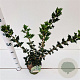 Osmanthus heterophyllus 30-40 cm 2,0L