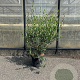 Phillyrea angustifolia 60-80 cm 7,5L