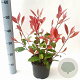Photinia fraseri 'Red Robin' 40-50 cm 3,0L