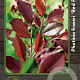 Photinia fraseri 'Red Robin' 40-50 cm 3,0L