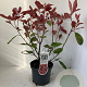 Photinia fraseri 'Red Robin' 40-50 cm 3,0L