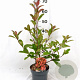 Photinia fraseri 'Red Robin' 40-50 cm 3,0L