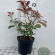 Photinia fraseri 'Red Robin' 40-50 cm 3,0L