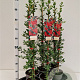Pyracantha cocc. 'Red Column' 70-80 cm 2,5L