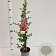 Pyracantha cocc. 'Red Column' 70-80 cm 2,5L