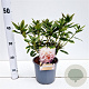 Rhododendron 'Dora Amateis' 30-40 cm 3,0L