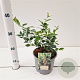 Salix hookeriana 20-25 cm 2,0L