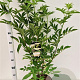 Salix nigra 100-125 cm 10L