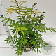 Sorbaria sorbif. 'Sem' 40-50 cm 2,5L