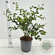 Syringa meyeri Flowerfesta White 25-30 cm 2,5L