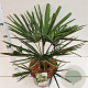 Trachycarpus fortunei 40-50 cm 10L