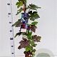 Vitis vinifera 'Purpurea' 70-80 cm 2,5L