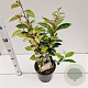 Elaeagnus ebbingei 50-60 cm 4,5L