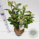 Elaeagnus ebb. 'Compacta' 40-50 cm 3,0L