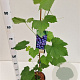 Vitis 'Boskoop Glory' 70-80 cm 2,5L