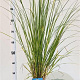 Cortaderia selloana 40-50 cm 2,5L