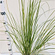Cortaderia selloana 40-50 cm 2,5L
