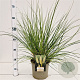 Cortaderia s. 'Pumila' 40-60 cm 4,0L