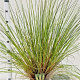 Cortaderia s. 'Pumila' 40-60 cm 4,0L