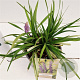 Liriope musc. `Money Maker` 20-25 cm 2,0L