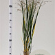 Panicum virgatum 'Northwind' 60-80 cm 2,5L