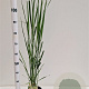 Panicum virgatum 'Northwind' 60-80 cm 2,5L