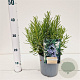 Rosmarinus officinalis 20-30 cm 2,5L