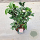 Camellia japonica 'William Barlett' 40-50 cm 5,0L