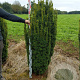 Taxus b. 'David' 140-160 cm met kluit
