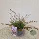 Abelia grandiflora 25-30 cm 2,5L