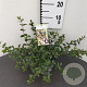 Abelia grandiflora 25-30 cm 2,5L