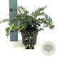 Berberis frikartii 'Amstelveen' 25-30 cm 2,0L